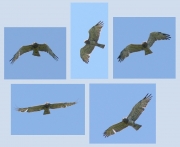 Short-toed Eagle (CIRCAETUS GALLICUS) / by FORGET Y. 2005-2007