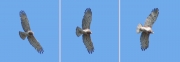 Short-toed Eagle (CIRCAETUS GALLICUS) / by FORGET Y. 2005-2007