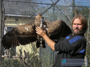 28.09.19 Java :  tracking of this young Short-toed will allow to find it in the nature in case of the reintroduction failure, catch and continue its rehabilitation somewhere else; Andrew Simon shows the installed transmitter