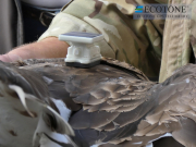 28.09.19 Java :  the Ecotone GPS-GSM transmitter is installed on her back