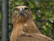 28.09.19 Java : a defiant glance of the Short-toed Eagle
