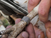 28.09.19 Java :  the bird is ringed