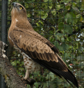28.09.19 Java :  probably, she sees some migrating birds from the aviary and aims to join
