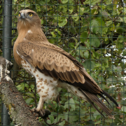 28.09.19 Java :  the constitution of the bird suggests that it is a female; however, results of DNA tests will give an exact answer to the question about its sex