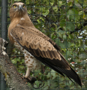 28.09.19 Java : the eagle was well fed before release