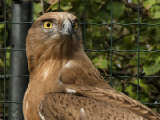 28.09.19 Java : this juvenile Short-toed Eagle is ready for release after a month of the rehabilitation in the Rehabilitation Centre for Birds «Вільні Крила» (Free Wings) near Lviv
