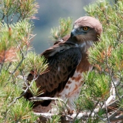 Short-toed Eagle (CIRCAETUS GALLICUS) / by FRÈZE R. 2008