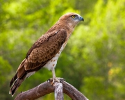 Short-toed Eagle (CIRCAETUS GALLICUS) / by FRÈZE R. 2008