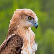 Short-toed Eagle (CIRCAETUS GALLICUS) / by FRÈZE R. 2008