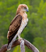 Short-toed Eagle (CIRCAETUS GALLICUS) / by FRÈZE R. 2008