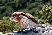 Short-toed Eagle (CIRCAETUS GALLICUS) / by FRÈZE R. 2008