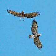 Short-toed Eagle (CIRCAETUS GALLICUS) / by FRÈZE R. 2008