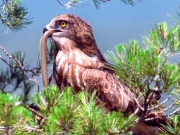 Short-toed Eagle (CIRCAETUS GALLICUS) / by FRÈZE R. 2008