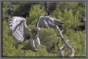 Short-toed Eagle (CIRCAETUS GALLICUS) / by FRÈZE R. 2010