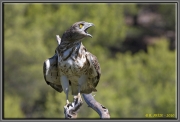 Short-toed Eagle (CIRCAETUS GALLICUS) / by FRÈZE R. 2010