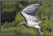 Short-toed Eagle (CIRCAETUS GALLICUS) / by FRÈZE R. 2010