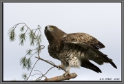 Short-toed Eagle (CIRCAETUS GALLICUS) / by FRÈZE R. 2010