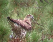 Short-toed Eagle (CIRCAETUS GALLICUS) / by GÉRARDIN F. 2003