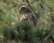 Short-toed Eagle (CIRCAETUS GALLICUS) / by GÉRARDIN F. 2003