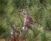 Short-toed Eagle (CIRCAETUS GALLICUS) / by GÉRARDIN F. 2003