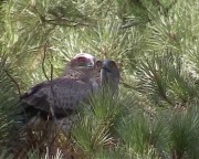 Short-toed Eagle (CIRCAETUS GALLICUS) / by GÉRARDIN F. 2003
