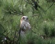 Short-toed Eagle (CIRCAETUS GALLICUS) / by GÉRARDIN F. 2003