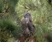 Short-toed Eagle (CIRCAETUS GALLICUS) / by GÉRARDIN F. 2003
