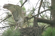 Short-toed Eagle (CIRCAETUS GALLICUS) / by GÉRARDIN F. 2007