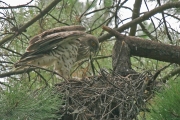 Short-toed Eagle (CIRCAETUS GALLICUS) / by GÉRARDIN F. 2007