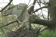Short-toed Eagle (CIRCAETUS GALLICUS) / by GÉRARDIN F. 2007