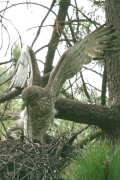 Short-toed Eagle (CIRCAETUS GALLICUS) / by GÉRARDIN F. 2007