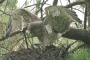 Short-toed Eagle (CIRCAETUS GALLICUS) / by GÉRARDIN F. 2007