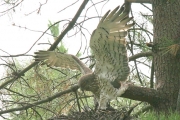 Short-toed Eagle (CIRCAETUS GALLICUS) / by GÉRARDIN F. 2007