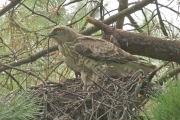 Short-toed Eagle (CIRCAETUS GALLICUS) / by GÉRARDIN F. 2007