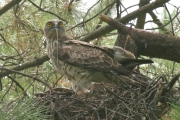 Short-toed Eagle (CIRCAETUS GALLICUS) / by GÉRARDIN F. 2007