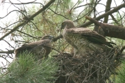 Short-toed Eagle (CIRCAETUS GALLICUS) / by GÉRARDIN F. 2007