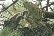Short-toed Eagle (CIRCAETUS GALLICUS) / by GÉRARDIN F. 2007