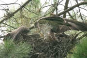 Short-toed Eagle (CIRCAETUS GALLICUS) / by GÉRARDIN F. 2007