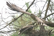 Short-toed Eagle (CIRCAETUS GALLICUS) / by GÉRARDIN F. 2007