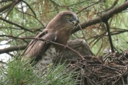 Short-toed Eagle (CIRCAETUS GALLICUS) / by GÉRARDIN F. 2007