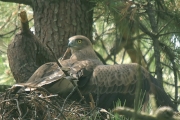 Short-toed Eagle (CIRCAETUS GALLICUS) / by GÉRARDIN F. 2007