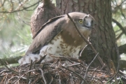 Short-toed Eagle (CIRCAETUS GALLICUS) / by GÉRARDIN F. 2007