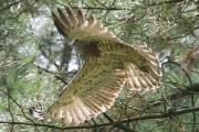 Short-toed Eagle (CIRCAETUS GALLICUS) / by GÉRARDIN F. 2007