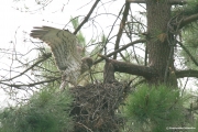 Short-toed Eagle (CIRCAETUS GALLICUS) / by GÉRARDIN F. 2007