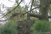 Short-toed Eagle (CIRCAETUS GALLICUS) / by GÉRARDIN F. 2007