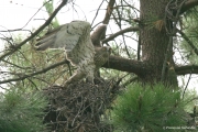 Short-toed Eagle (CIRCAETUS GALLICUS) / by GÉRARDIN F. 2007