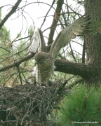 Short-toed Eagle (CIRCAETUS GALLICUS) / by GÉRARDIN F. 2007