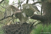 Short-toed Eagle (CIRCAETUS GALLICUS) / by GÉRARDIN F. 2007