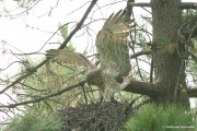 Short-toed Eagle (CIRCAETUS GALLICUS) / by GÉRARDIN F. 2007
