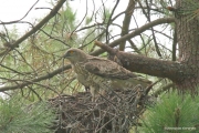 Short-toed Eagle (CIRCAETUS GALLICUS) / by GÉRARDIN F. 2007